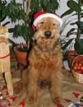 Petra med familj Kennel Lisjös önskar alla en riktigt God Jul och