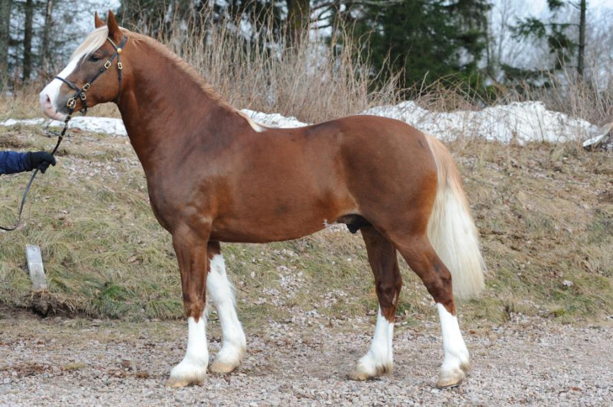Svenska Welshponny & Cobföreningen Kvalitetsbok 2010 Welsh Cob - Sektion D KWD 44 Nebo Llewelyn KWD 51 Enmarkens Mr Merlin KWD 54 Editions Mr Armageddon KWD 145 Beech-Hay Myth KWD 146 Buckswood