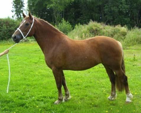 KWD 158 Särkens Livvy 37-07-0179 Fux, str bls vtvb. 153 cm Född år 2007 hos Annelie Andersson, Särkens Stuteri, Floby Äg.