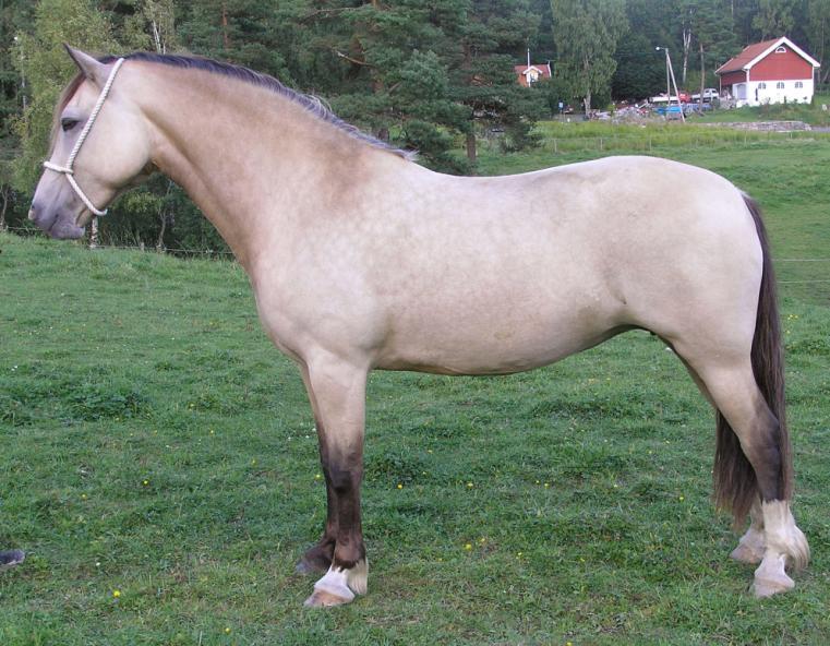 Avkommeförteckning: 2003 h e. Leyeswick Dai RWD 14 - Iglatjärns Daiquire 37-03-6574 2006 s e. Tyrrestrups Highlight RWD 19 - Iglatjärns Gwylfah KWD 139 2008 h. e. Tyrrestrups Highlight RWD 19 - Iglatjärns Gwydyr 37-08-0262 2009 h.