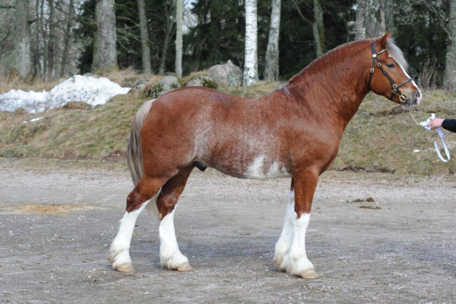 KWD 51 Enmarkens Mr Merlin 37-07-7852 Stickelhårig fux, mkh 148 cm, skena 21,5 cm Född 2007 hos Anna & Maud Enmark, Häljeröd 683, 459 94 Ljungskile Äg.