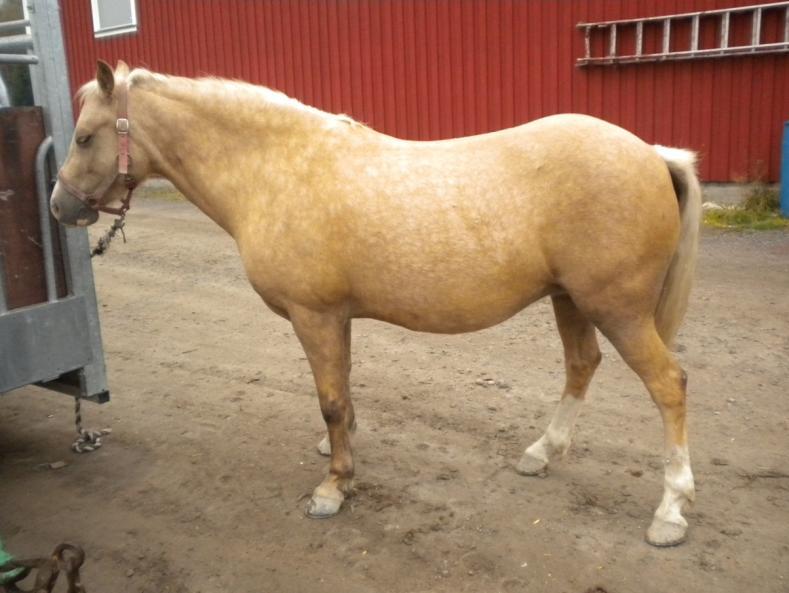 Avkommeförteckning: 2006 h fx e. Tyrrestrup s Highlight RWD 19 - Iglatjärns Santiago 37-06-7746 2007 s fx e. Tyrrestrup s Highlight RWD 19 - Iglatjärns Samarah 37-07-0345 2008 h fx e.