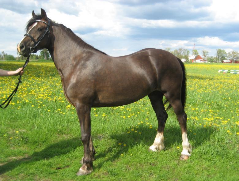 KWD 148 Derwen Queen Zamora 37-07-0685 Mörkfux, str bls, vtbb. 148 cm Född 2007 hos I J R Lloyd & Son, Derwen Stud, Wales Äg.