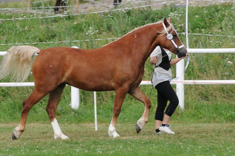 KWD 150 Editions Miss Candy Floss 37-07-0583 Fux, bls, vtvb, vtkthf. 148 cm Född 2007 hos Theresisa Ljungdahl, Furubäck Gingri, 513 95 Fristad Äg.