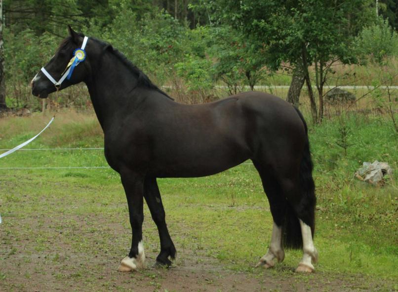 KWD 154 Lillemons Rocker C 37-07-0263 Svart, bls vtktvf vtbb,146 cm Född 2007 hos Susanne Gustavsson, Tidaholm Äg.