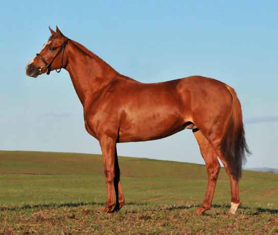 Nova (IRE) 372IRE45183071T. Fux 2012, 162-21 cm, uppfödd av Mount Brilliant Farm & Ranch LLC, Irland. Ägare Helen Ryan. Tecken: Stor stjärn förenad i strimma som avslutas på överläppen. VB: Vit kota.