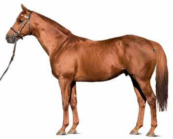Rio De La Plata (USA) USA05012965. Fux 2005, 160 (165)-23 cm, uppfödd av De Camargo, Clay, Gainsborough Farm, m fl, Kentucky, USA. Förhyrare: Christer Schildt, Ljungstorps Stuteri.