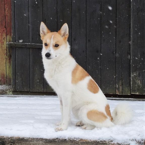 SSF Medelpads skällande fågelhund SE JCH Brännbolyckans Aya, SE40976/2015 Ägare: Per-Ove Bergman Kvalificeringspoäng Jaktprov: 180819, Lögdö Vildmark, utlyst, 78p = 5 poäng 180818, Lögdö Vildmark,