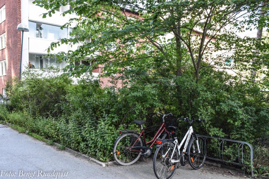 Norra sidan av huset, entrésidan: - Buskar bör föryngringsbeskäras och mer regelbundet hållas in.