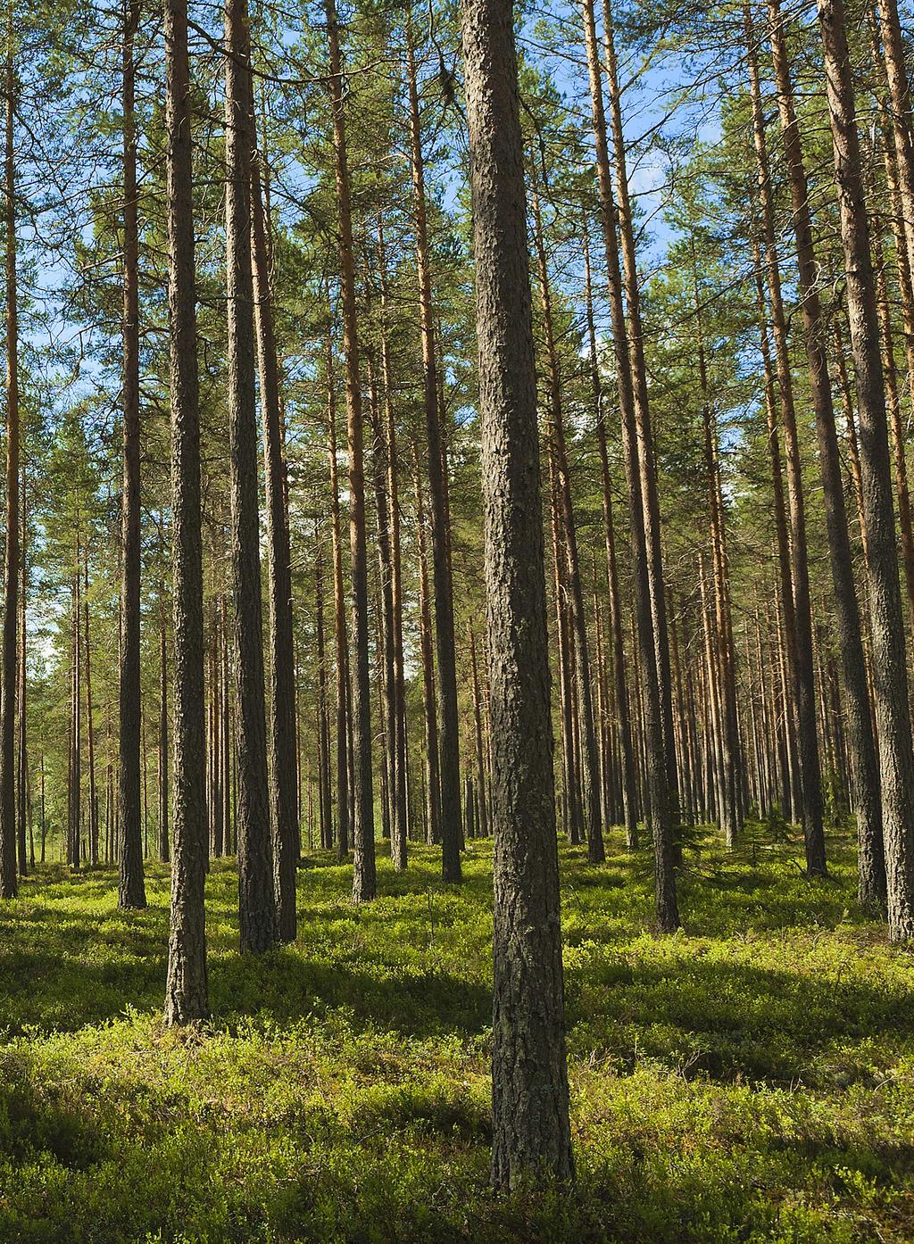 Skogsbrukscertifiering Viktiga