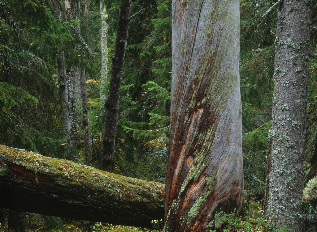 9 förutsättningar för certifierad skog Som medlem i Stora Enso Skogs gruppcertifikat åtar du dig att följa de svenska PEFC- och FSC-standarderna samt att acceptera att Stora Enso Skog och oberoende