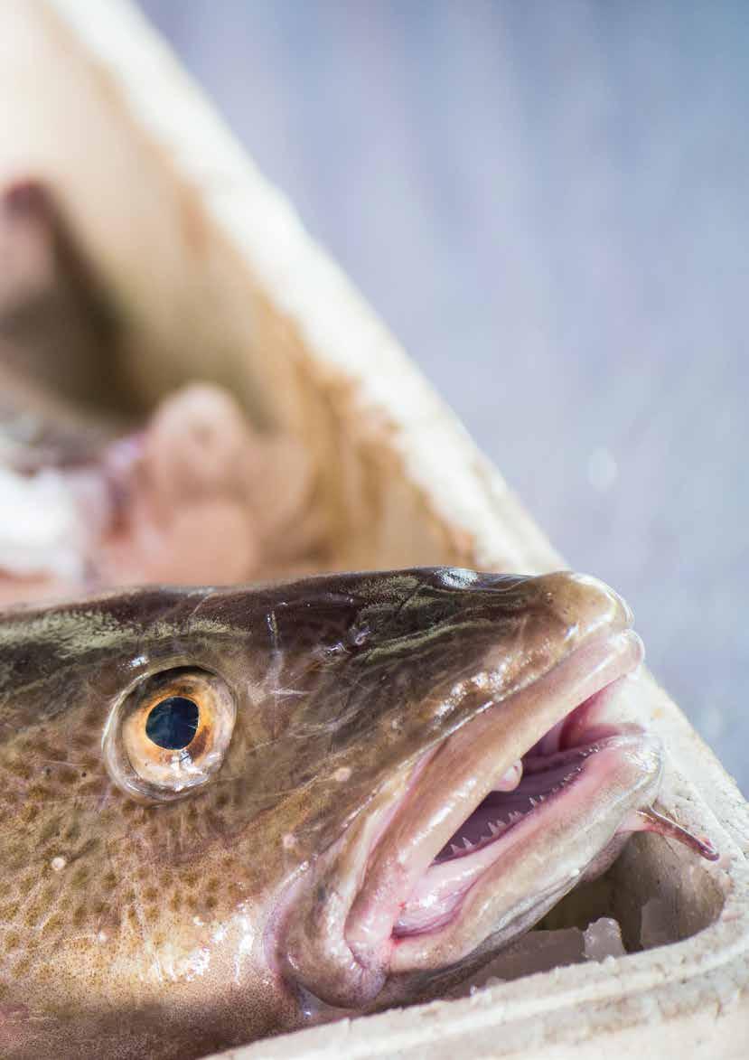 Välkomna till Sveriges bästa havsfiskevatten! Med Landskrona som utgångshamn når vi djuphålorna runt Ven på bara 15 minuter. Beroende på årstid fångas en stor mängd olika arter, t.ex.