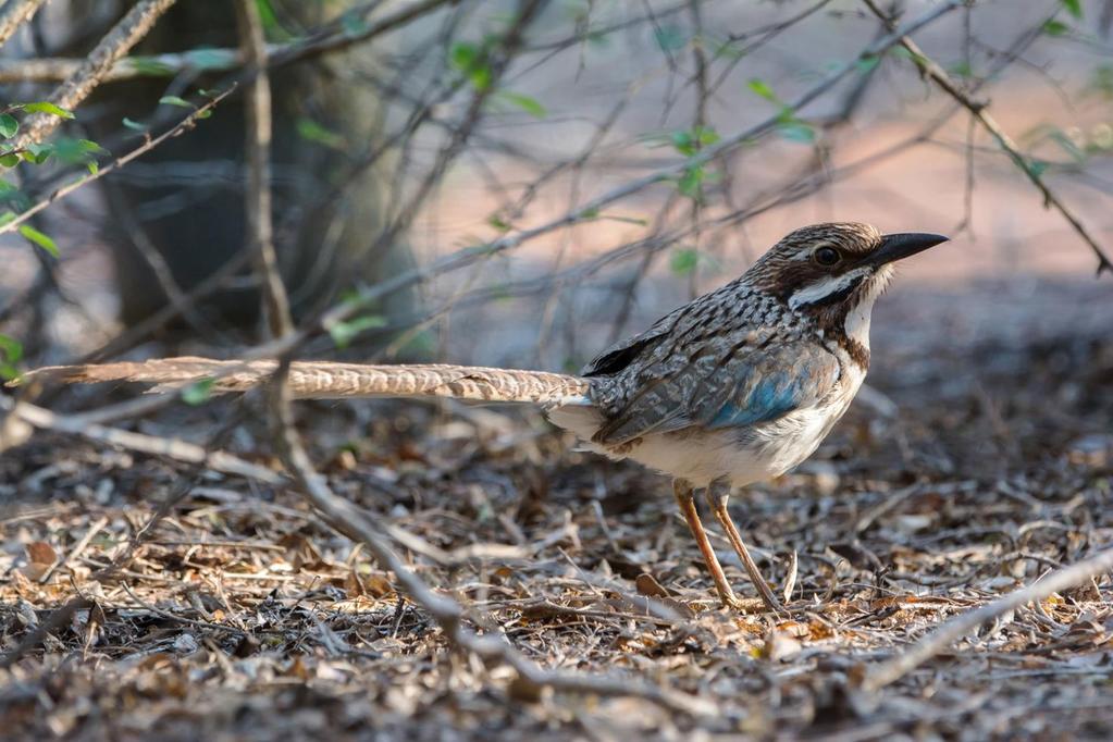 Madagaskar 1 17 oktober 2019 med Carl-Axel Bauer Long-tailed Ground Roller. Foto: Jan Henriksson Varmt välkommen på AviFaunas resa till Madagaskar!