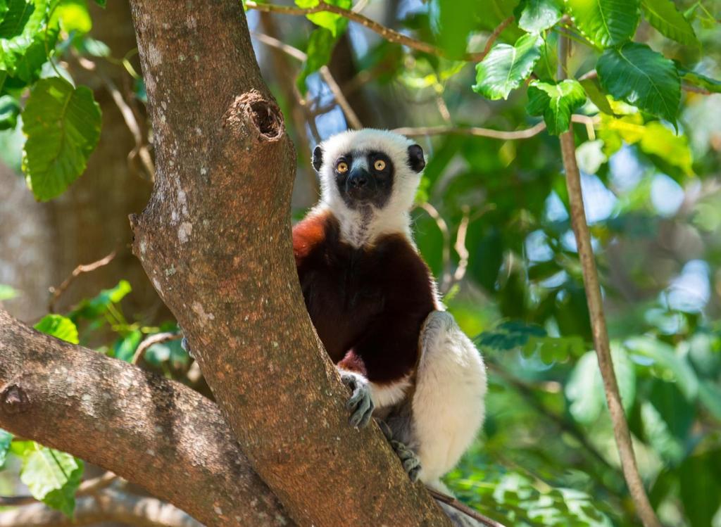 Dag 8: Fortsatt skådning i Ranomafana NP. Senare under dagen transport till Fianarantsoa. Natt i Fianarantsoa. Dag 9: Transportdag till Isalo som vi når under eftermiddagen.