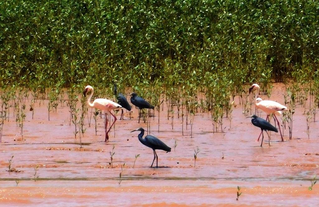 Därefter följer vi kusten norrut mot Ifaty. Transporten dit är på sämre vägar och är en minnesvärd upplevelse i sig. Vi stannar för att finna Madagascan Plover och Kitlitzi s Plover vid några saliner.