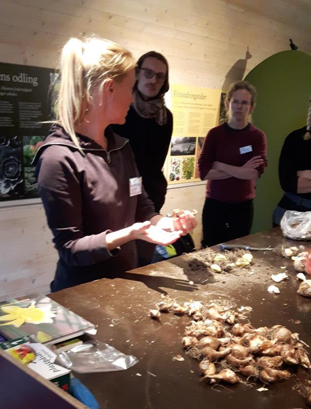 Förökning av lök Workshop med Tina Westerlund, lektor Institutionen för Kulturvård, GU Tina demonstrerade hur man kan föröka lök- och knölväxter med olika vegetativa metoder.