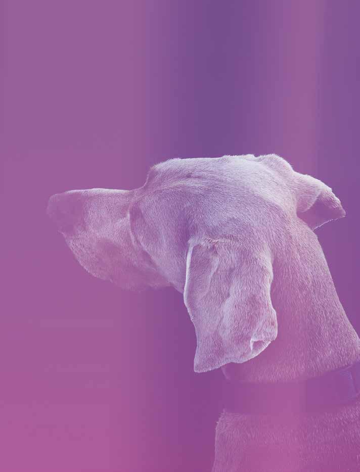 Panion Animal