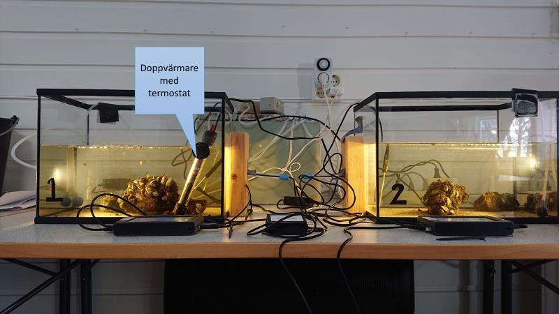 Skillnaden mellan den andra och tredje försöket var att doppvärmaren med termostat (temperaturreglerare) från försök 2 fråntogs av akvariet med nummer 2 och placerades på insidan av akvariet med