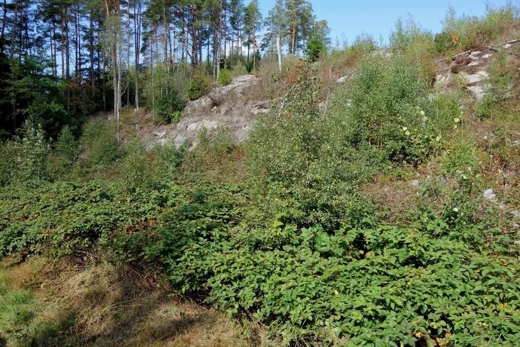En solexponerad hasselmusbiotop i söderläge med rikligt