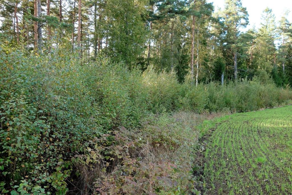 Foto: Boris Berglund (180905) Täta hallonsnår i brynzon av