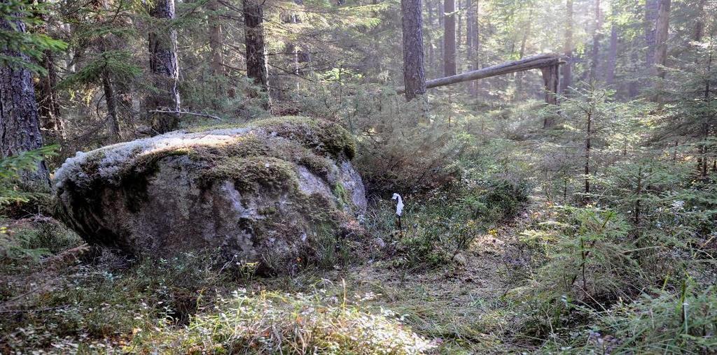Kontrollpunkt 83 Men dagen efter tävlingen syns en påverkan i det blöta området vid stenen.
