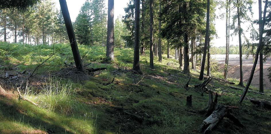 Figur 3. Åsens östra sluttning.