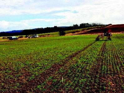 På Helgegården gav det optimalt bevattnade ledet en skördeökning på 7,6 kg per mm bevattning och det tidigt bevattnade ledet 7,1 kg per mm bevattning.