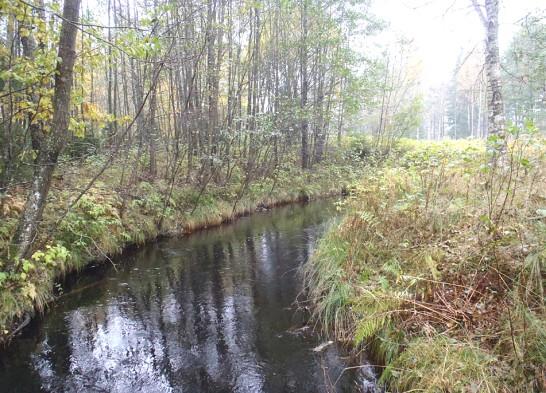 Bottenfauna i vattendrag och sjölitoral Bilaga 14 580. Lillån, nedströms KAPE Datum: 2010-10-08 Kommun: Gnosjö Koordinat: 6352560/1380340 N Foto Överfall Bro X X X X X 10-20 m nedströms vägen.