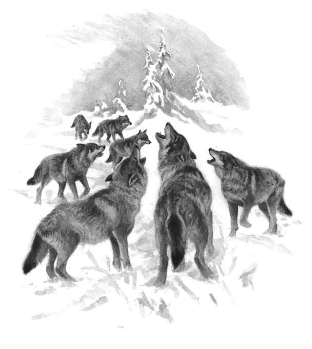 sätt, att man satte ned en stång i gropen och lät vargen bita däri. Man lät därefter en löpsnara glida nedåt över stången; om lyckan var god, föll den om vargens hals.