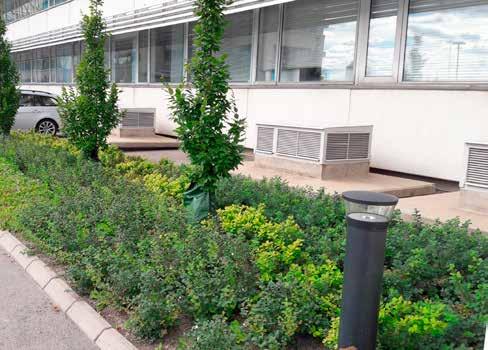På barrotade plantor får man titta på plantan och se till att stamdelen hamnar ovan jord. Om växten planteras för djupt etablerar den dåligt och tynar för det mesta långsamt bort.