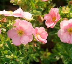 Potentilla fruticosa