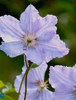 Clematis