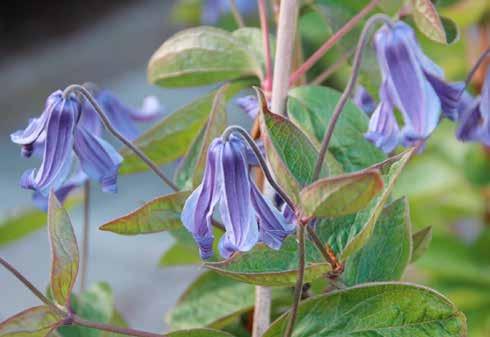 Clematis