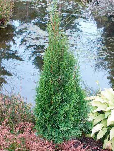 Thuja occidentalis
