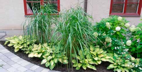 PLANTERING AV HÄCKPLANTOR Häckplantor kan se väldigt olika ut beroende på släkte, art och sort, men generellt är de mindre och har färre grenar än buskar.