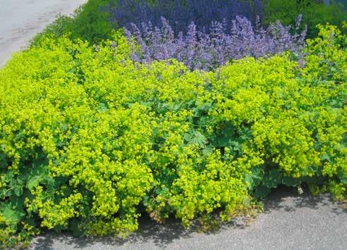SALVIA nemorosa