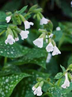 GERANIUM sanguineum