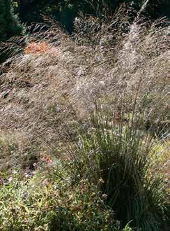 arundinacea.