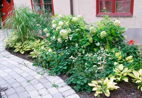 PLANTERING AV PERENNER Vid plantering skall ytorna innehålla en god och näringsrik jord med bra vattenhållande förmåga. Krukan avlägsnas och plantan sätts ner i jorden på samma nivå som i krukan.