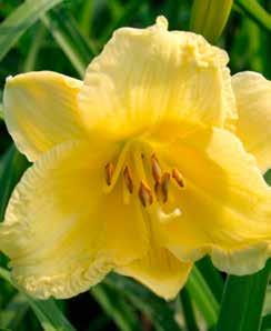 HEMEROCALLIS