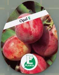 E-PLANTSINFORMATION BUTIKSMATERIAL FÖR E-PLANTOR För Dig som säljer växter till privatkunder informationsmaterial om E-plantor kan beställas på www.