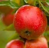 POLLINERINGSSCHEMA Dålig fruktsättning kan bero på att sorterna inte befruktar varandra.