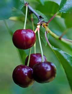 Vitis