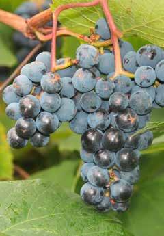Vaccinum corymbosum
