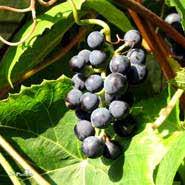 MULLBÄR kvalitet storlek Morus 'Mulle' E. Vacker buske med god fruktsättning. Zon l-lll. Höjd 3 m busk co 5,0 l co / kl 60-80 SMULTRON Fragaria vesca semperflorens 'Rügen', månadssmultron.