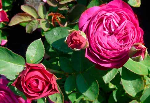 RABATTROSOR Namn och beskrivning höjd färg Super Star (tehybrid) Stora-mycket stora fyllda, medelstarkt 0,8 cinnoberröd doftande blommor. Kraftigt växtsätt.