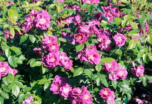 1,0 mörkt lilarosa Remonterande. Kraftigväxande. The Fairy (marktäckande ros) Mycket små-små fyllda, ytterst svagt 0,6 rosa-ljusrosa doftande blommor. Lättodlad. Marktäckare. The McCartney Rose syn.