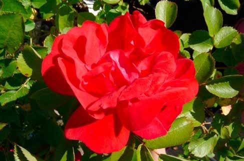 'Rose de Recht'