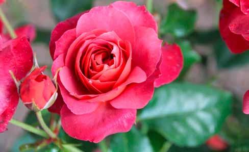 BUSKROSOR Namn och beskrivning höjd färg Souvenir de la Malmaison (bour) zon I-III. Stora tätt fyllda, starkt 0,7 ljusrosa doftande blommor i juni-juli. Återblommande.