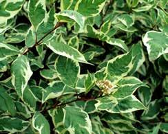 Cornus alba 'Ivory